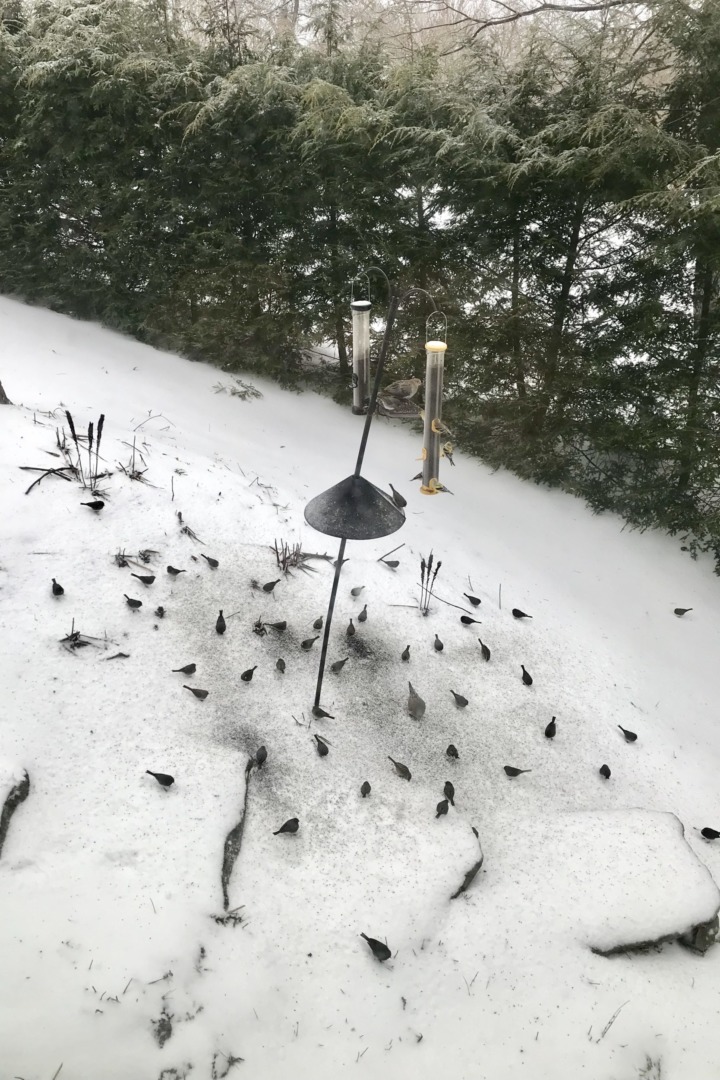 Dark-eyed Juncos search the ground for seed and avoid each other. &copy; © K.P. McFarland