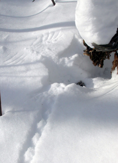 Ruffed Grouse walks in deep snow, buried itself for the night, and then flew away the next morning. &copy; @ Bryan Pfeiffer
