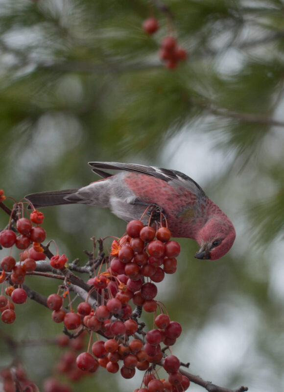 Pine Grosbeak &copy; © Nathaniel Sharp