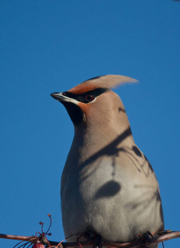 Bohemian Waxwing &copy; © Nathaniel Sharp