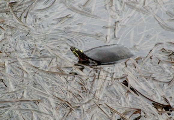 Eastern Painted Turtle &copy; © Sarah Carline