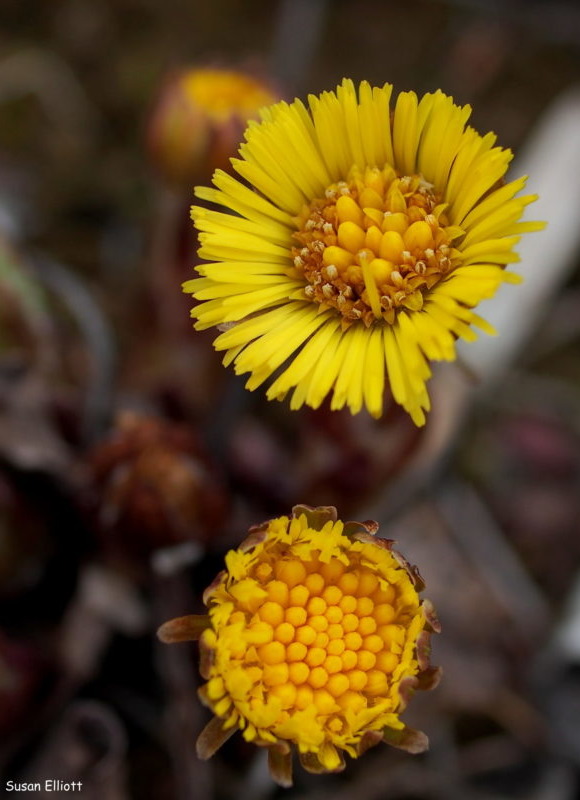 Colt's-Foot &copy; © Susan Elliott