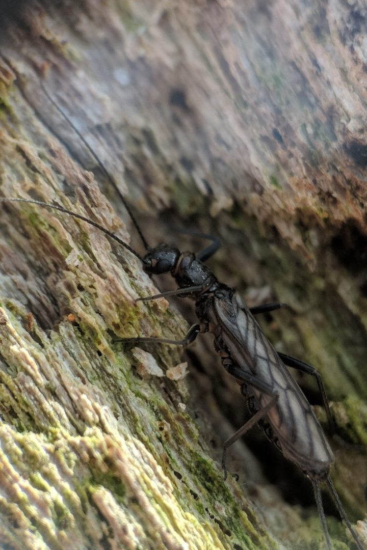 Winter Stonefly © Nathaniel Sharp
