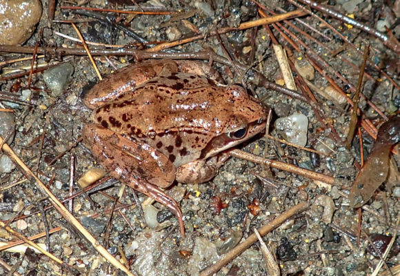 9669, , WOFR-e1582828771671_580x400_acf_cropped, , , image/jpeg, https://media.vtecostudies.org/wp-content/uploads/2020/02/08194638/WOFR-e1582828771671_580x400_acf_cropped.jpeg, 580, 400, Array, Array © Peggy Faucher