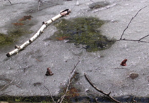 9667, , WOFRs-on-ice_580x400_acf_cropped, , , image/jpeg, https://media.vtecostudies.org/wp-content/uploads/2020/02/08194643/WOFRs-on-ice_580x400_acf_cropped.jpg, 580, 400, Array, Array © Steve Faccio