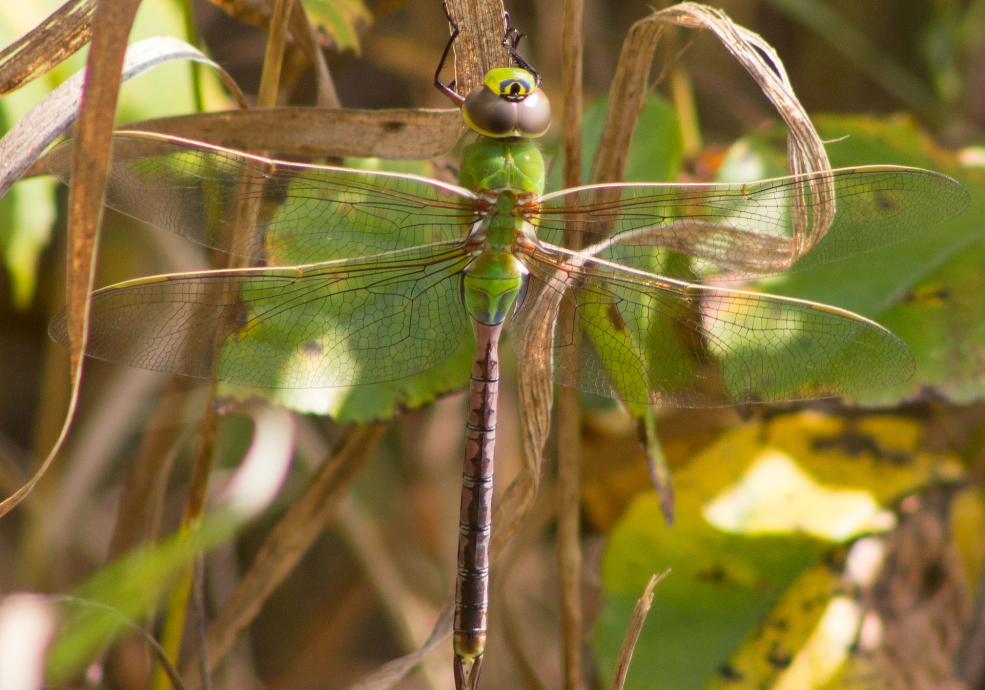 Common Green Darner &copy; © James Welch