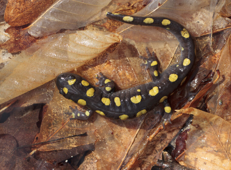 A black salamander with bright yellow spots (Spotted Salamander) crawls across fall leaf litter.