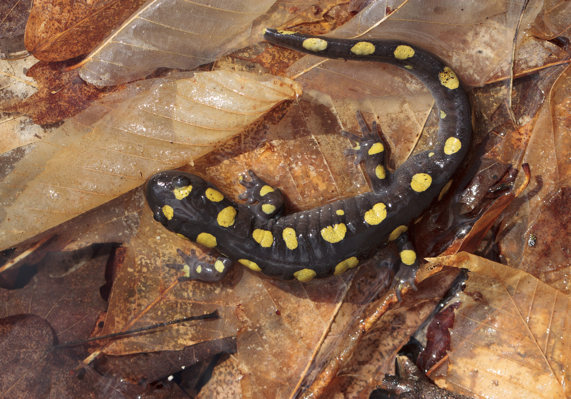 Spotted Salamander &copy; © Kent McFarland