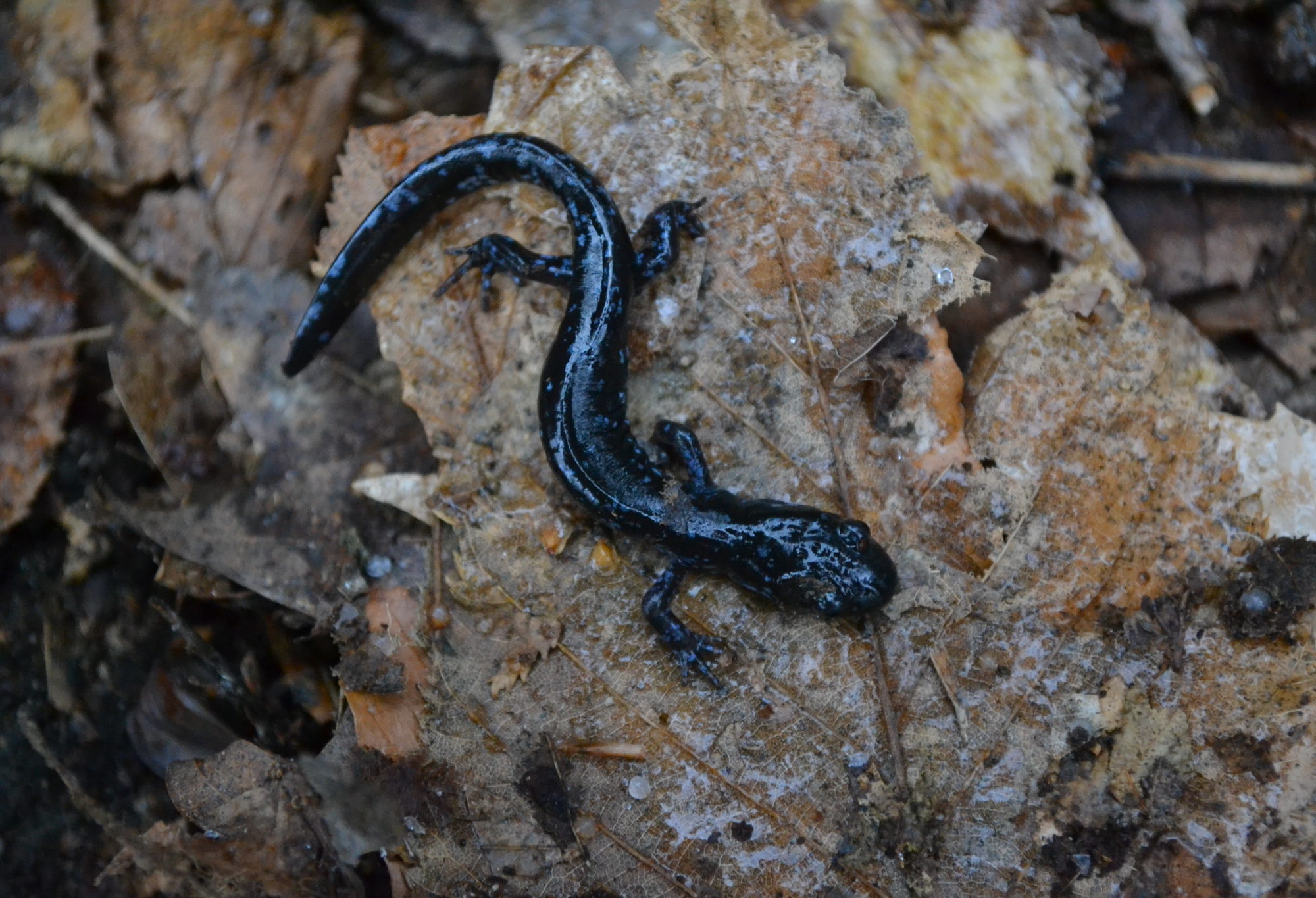 Blue-spotted Salamander © Nick Tepper