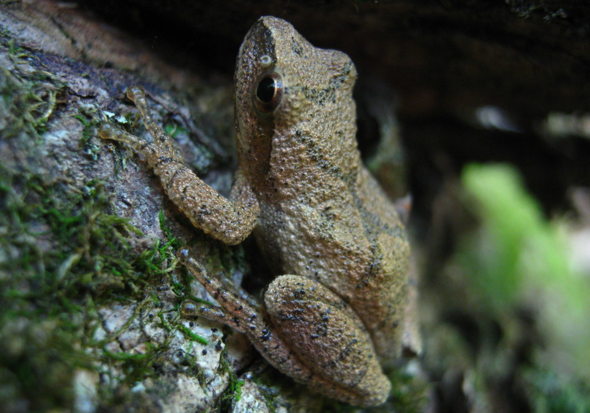 Spring Peeper © G and B
