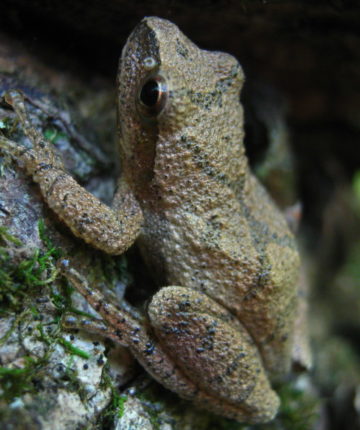 Wood Froglet © Steve Faccio