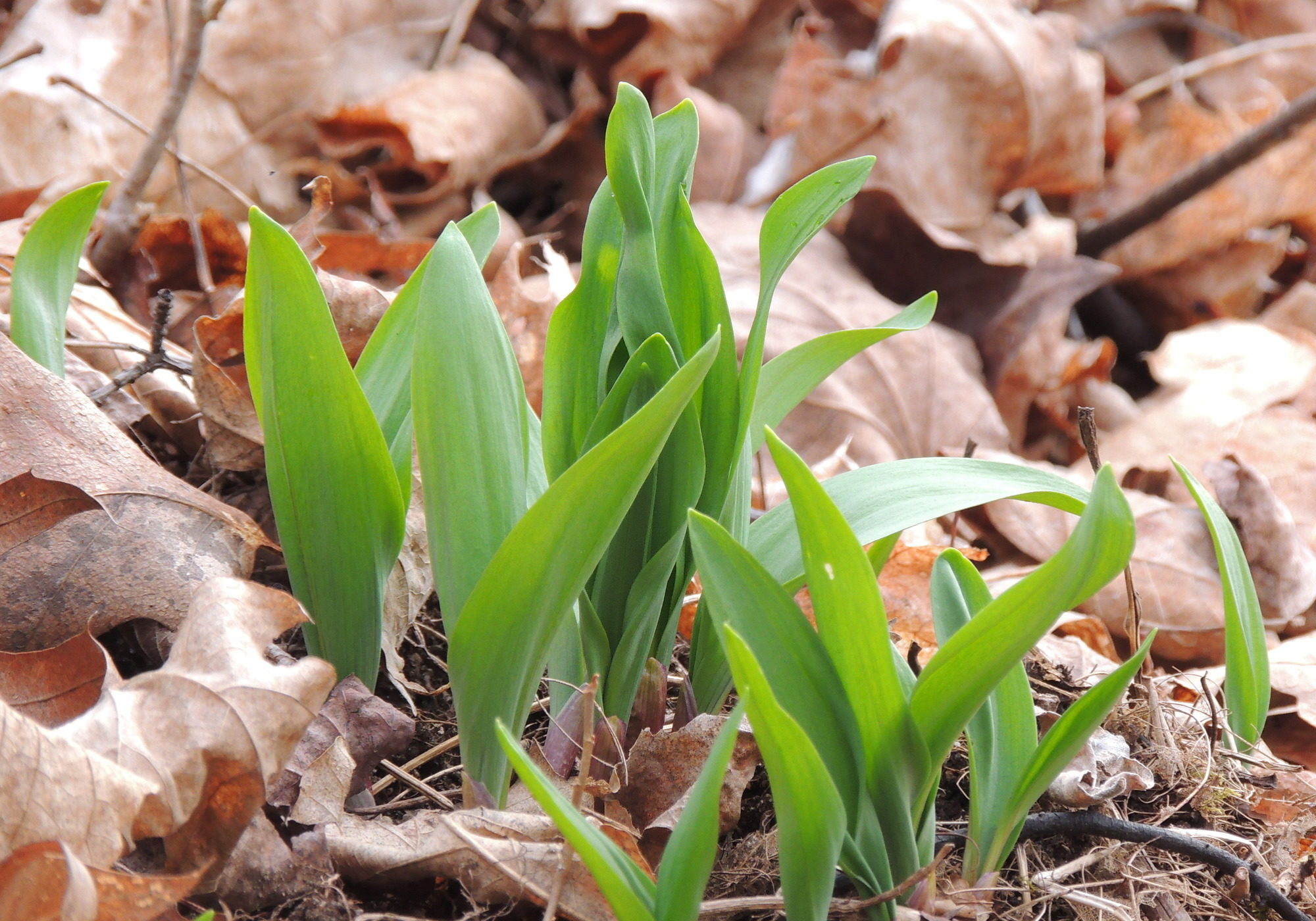 Wide Leek © Sue Wetmore