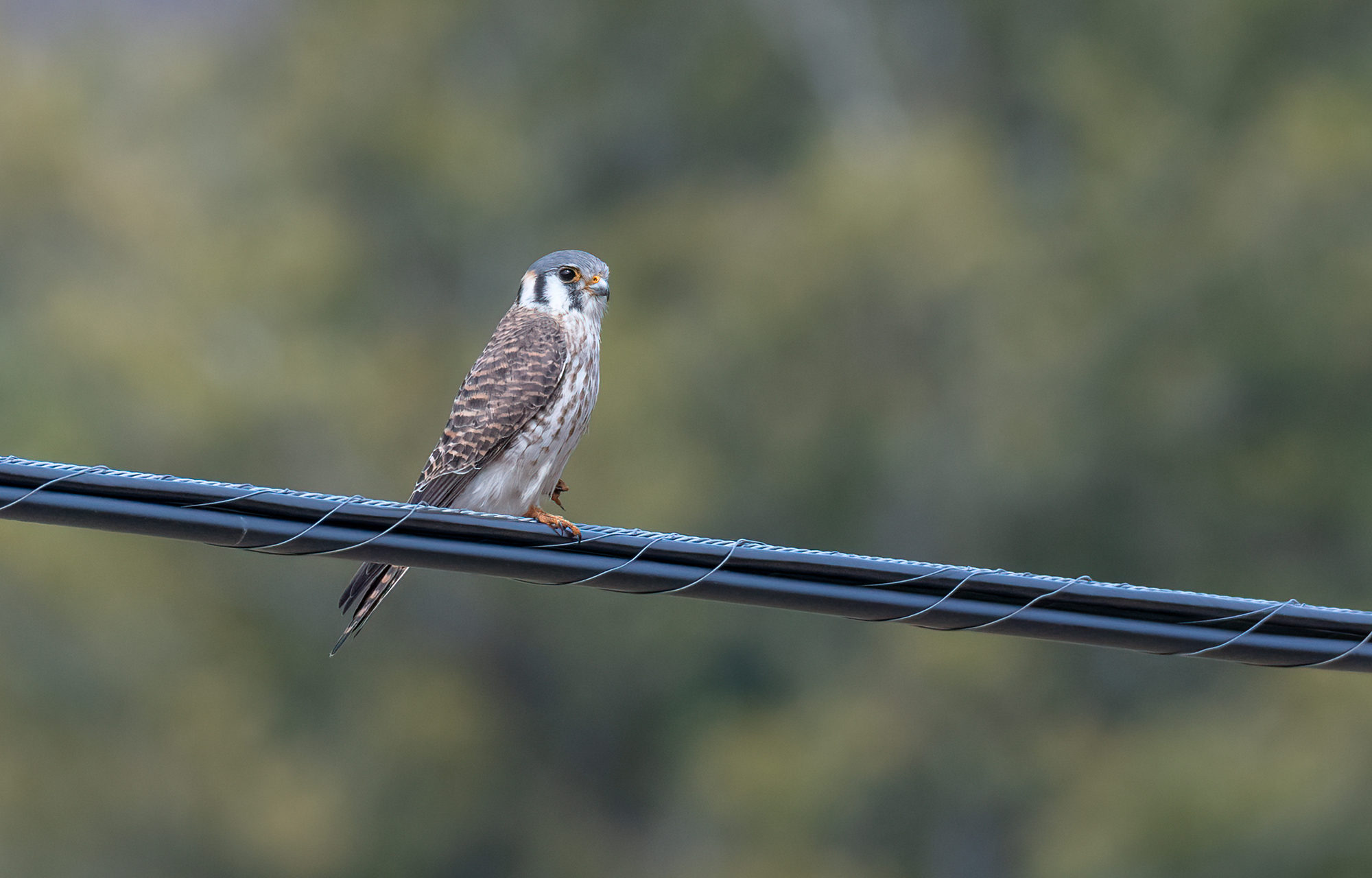American Kestrel © Kyle Tansley