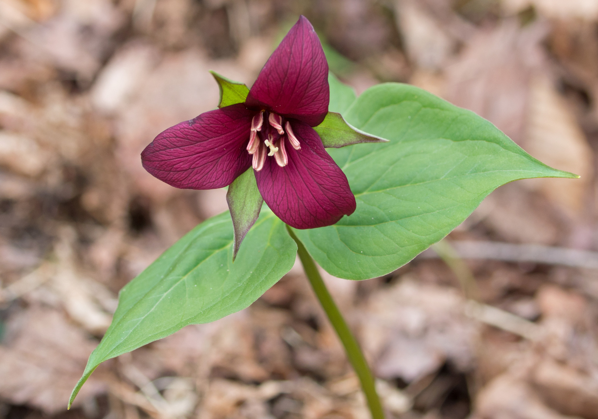 Red Trillium &copy; © Susan Elliott