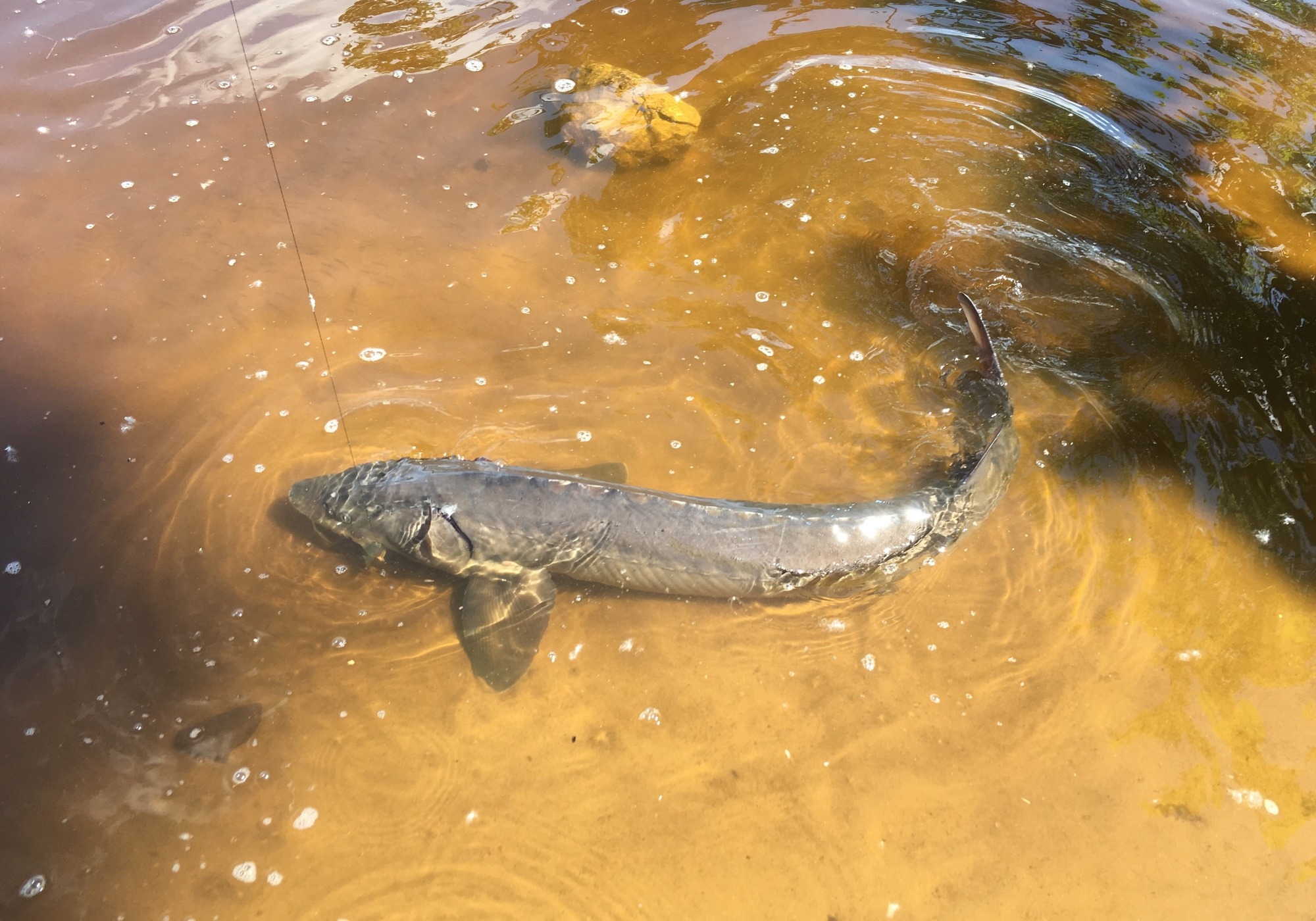 Lake Sturgeon &copy; © dwalc400