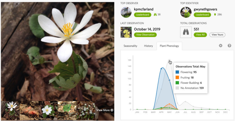 Join Our Spring Wildflower Phenology Annotation Blitz! | Vermont