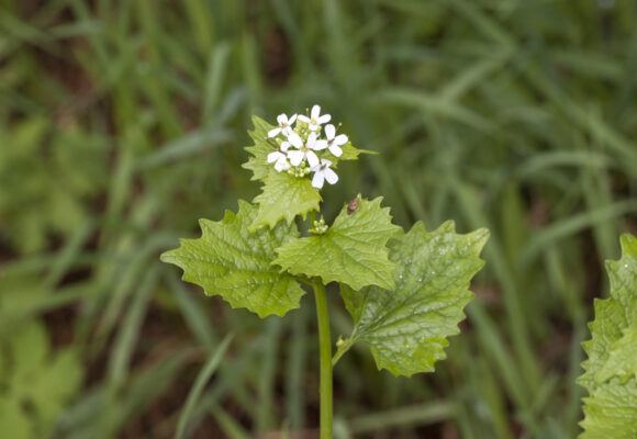 Closeup of Garlic Mustard flower and leaves.  &copy; K.P. McFarland