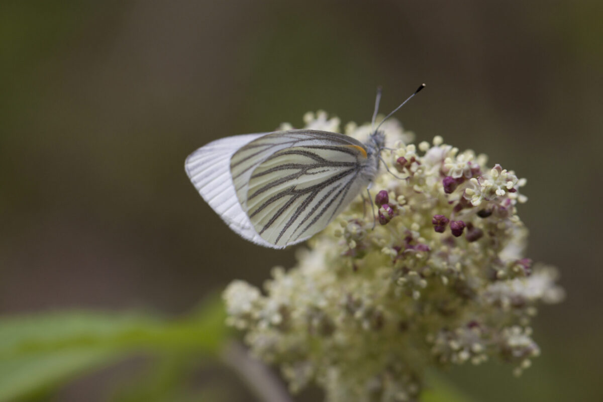 Spring form Mustard White butterfly.  &copy; K.P. McFarland