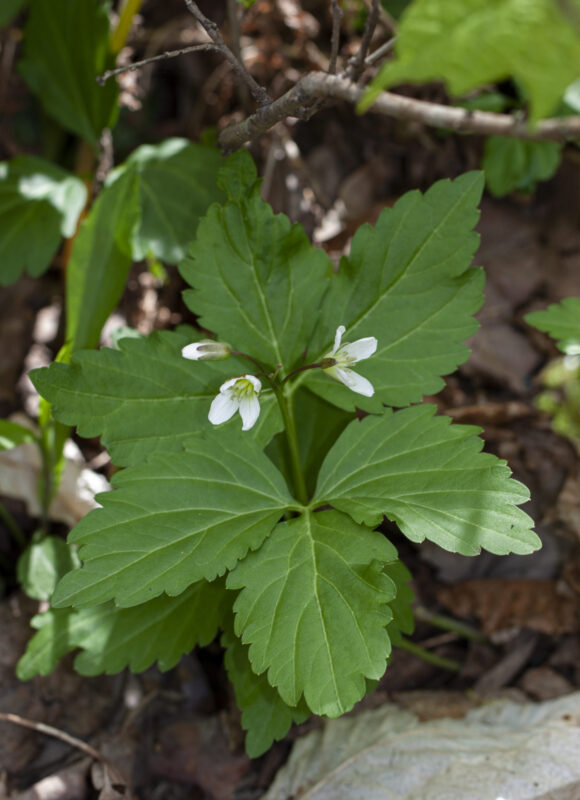 Two-leaved Toothwort or Crinkleroot (Cardamine diphylla) &copy; © Kent McFarland
