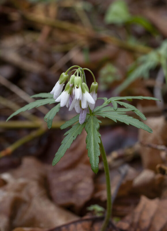 Cutleaf Toothwort (Cardamine concatenata) &copy; K.P. McFarland