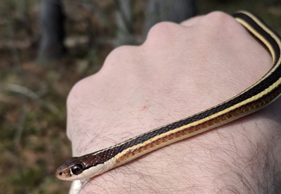 Eastern Ribbon Snake &copy; © Nathaniel Sharp