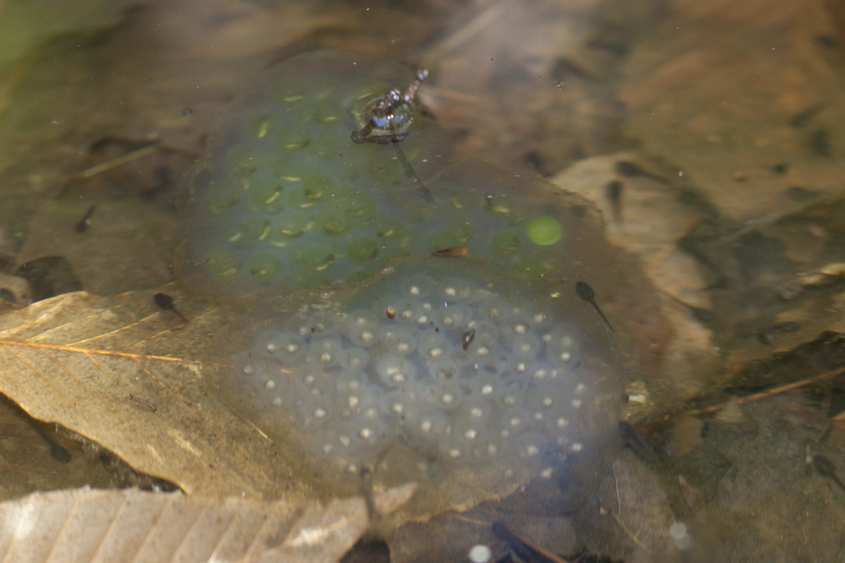 Egg masses with and without algae.  &copy; © K.P. McFarland