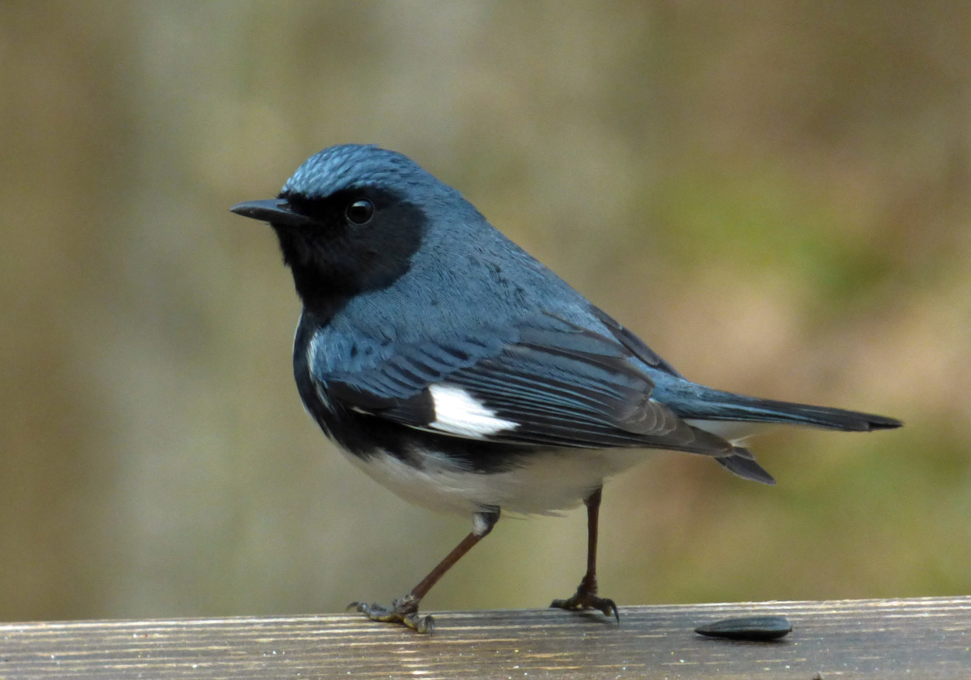 Black-throated Blue Warbler &copy; © deandsusan (from iNaturalist)