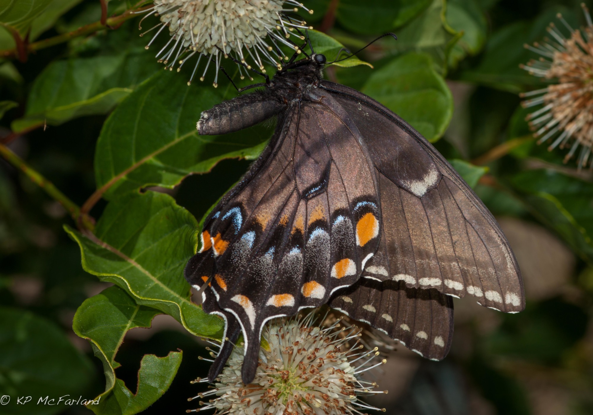 Eastern Tiger Swallowtail (Papilio glaucus) dark form female nectaring on Buttonbush in Maryland. &copy; © K.P. McFarland - All Rights Reserved