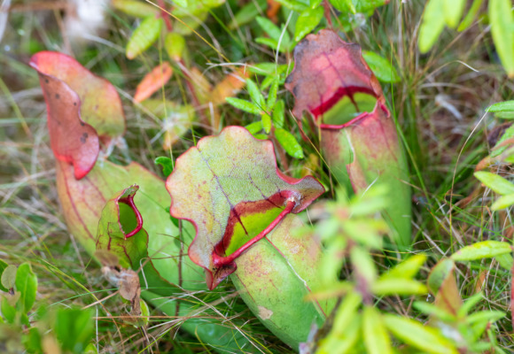 Purple Pitcher Plant (Sarracenia purpurea) &copy; © jaylyonvt (iNaturalist) licensed under CC-BY-NC