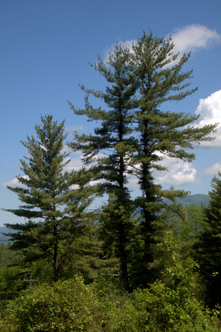 Eastern White Pine (Pinus strobus) can grow to be over 200 feet tall. &copy; © Susan Elliott licensed under CC-BY-NC