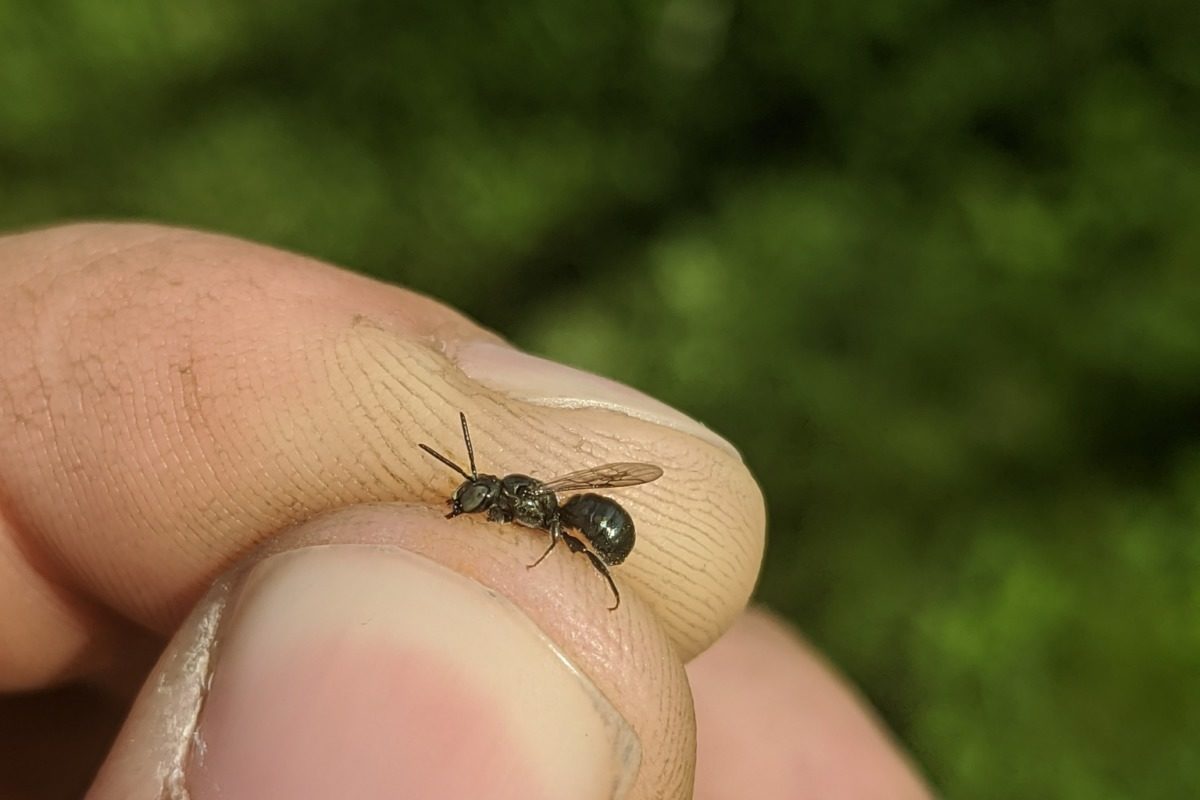 Spurred Carpenter Bee (Ceratina calcarata) © Spencer Hardy licensed under CC-BY-NC