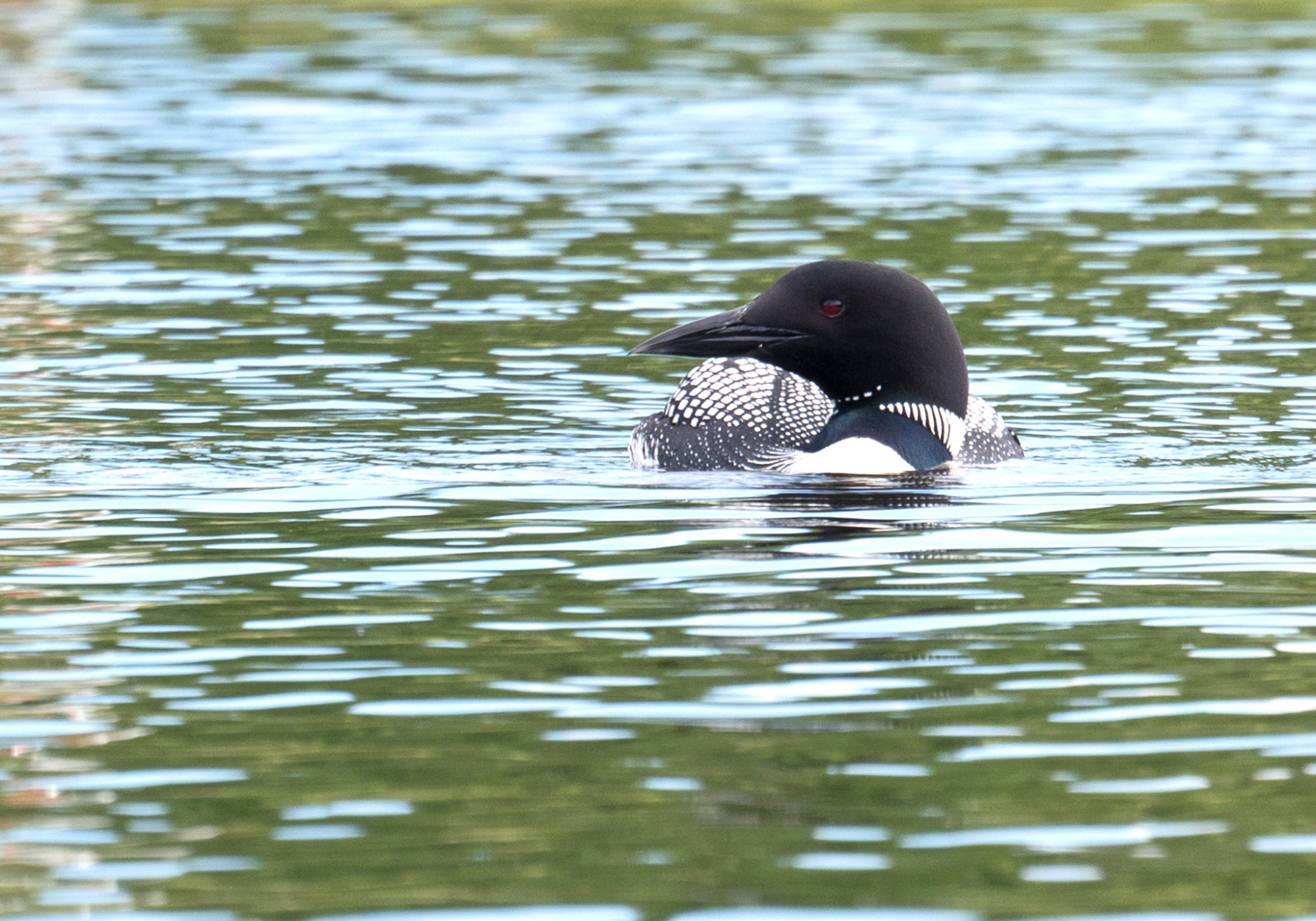 Common Loon (Gavia immer) © Susan Elliott licensed under CC-BY-NC