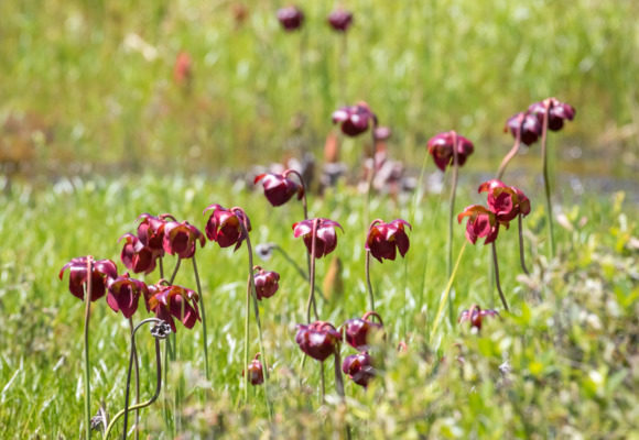 10109, , pitcher-plant-flowers_580x400_acf_cropped, , , image/jpeg, https://media.vtecostudies.org/wp-content/uploads/2020/05/08193734/pitcher-plant-flowers_580x400_acf_cropped.jpg, 580, 400, Array, Array © Sean Beckett licensed under CC-BY-NC