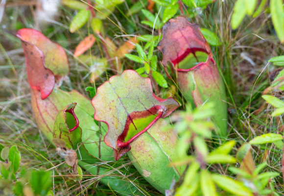 10107, , pitcher-plant-1_580x400_acf_cropped, , , image/jpeg, https://media.vtecostudies.org/wp-content/uploads/2020/05/08193740/pitcher-plant-1_580x400_acf_cropped.jpg, 580, 400, Array, Array © jaylyonvt (iNaturalist) licensed under CC-BY-NC
