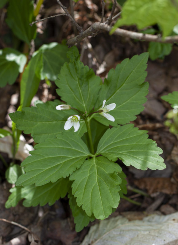 10007, , Two-leaved Toothwort Cardamine diphylla, , , image/jpeg, https://media.vtecostudies.org/wp-content/uploads/2020/05/08194011/Two-leaved-Toothwort-Cardamine-diphylla_KPMcFarland.jpg, 1666, 2500, Array, Array © Kent McFarland