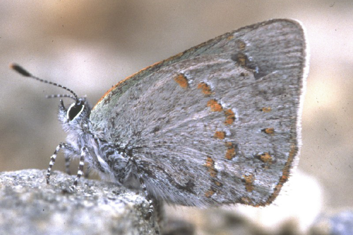 Early Hairstreak (Erora laeta) on a gravel road. &copy; K.P. McFarland licensed under CC-BY-NC