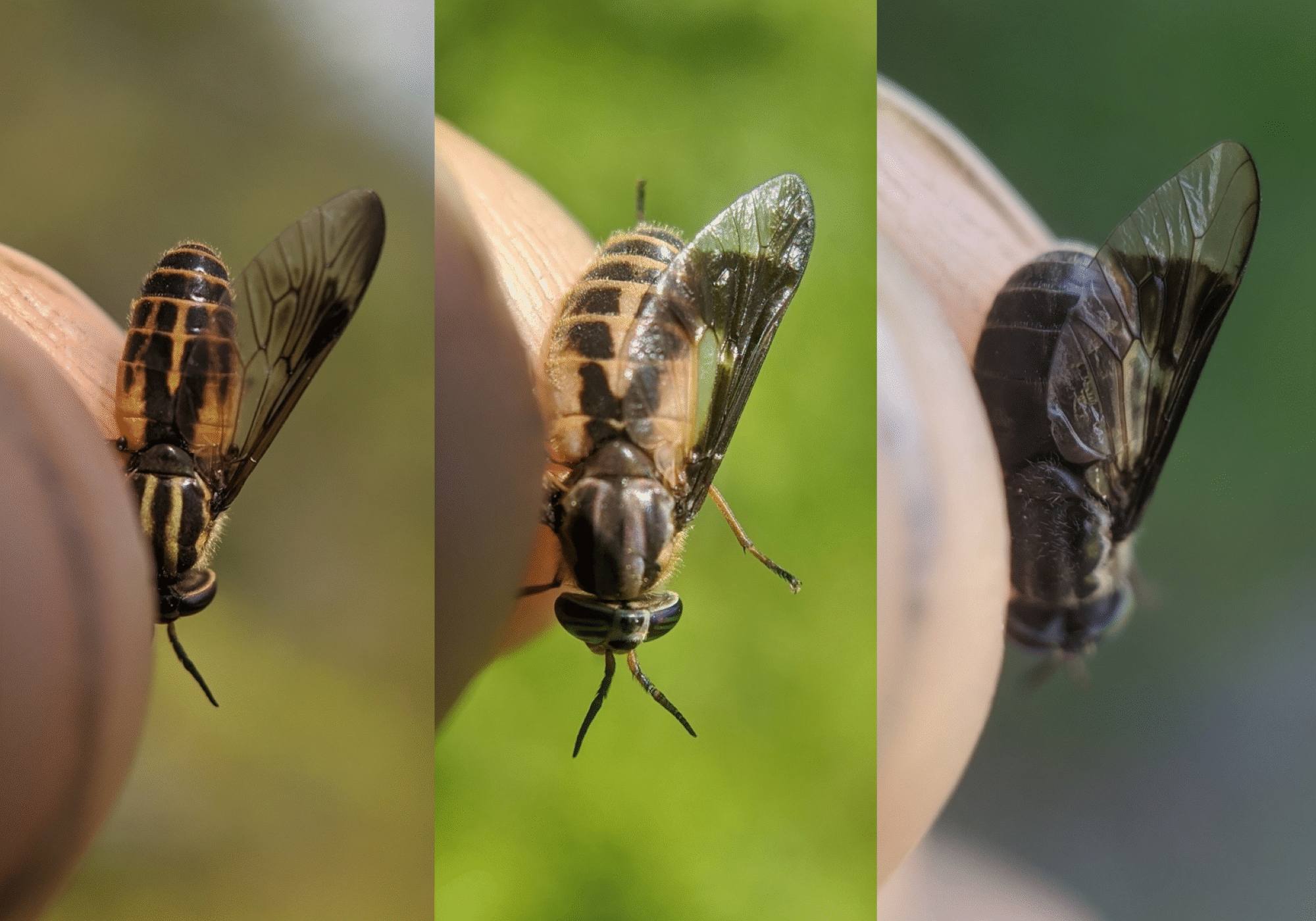 Deerfly species from left to right: Sherman's Deer Fly <i>(Chrysops shermani)</i>, <i>Chrysops indus</i>, Black Deer Fly <i>(Chrysops niger)</i> &copy; © Spencer Hardy