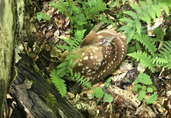 This sleeping fawn blended in with its surroundings so well that I almost stepped on it! &copy; Sam Blair