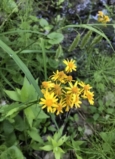 Round-leaf Ragwort, <i>Packera obovata</i>, an early summer woodland wildflower. &copy; Sam Blair