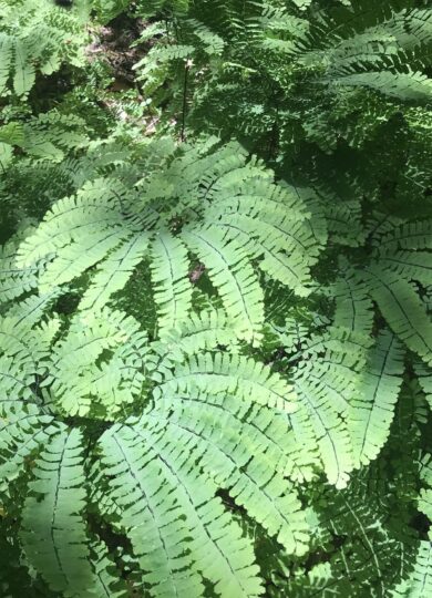 Maidenhair Fern, <i>Adiantum pedatum</i>, a sign of rich woods. &copy; Sam Blair
