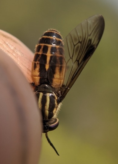 Sherman's Deer Fly (Chrysops shermani) &copy; © Spencer Hardy licensed under CC-BY-NC