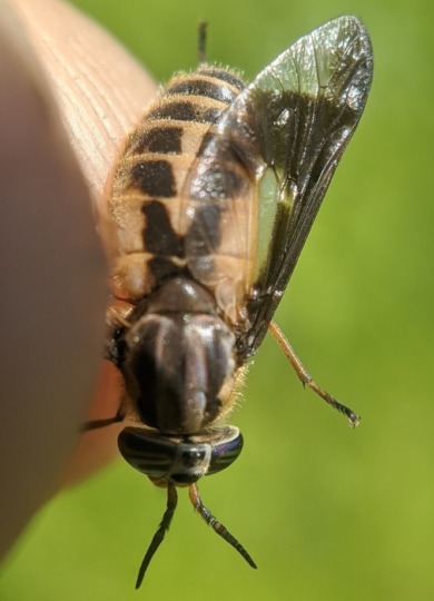 Chrysops indus &copy; © Spencer Hardy licensed under CC-BY-NC