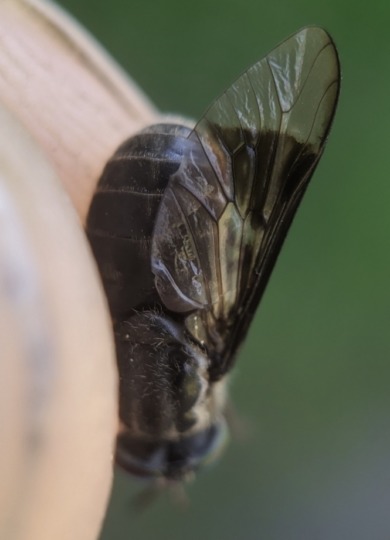 Black Deer Fly (Chrysops niger) &copy; © Spencer Hardy licensed under CC-BY-NC