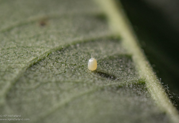 Monarch egg attached to the underside of a Common Milkweed leaf.  &copy; © K.P. McFarland