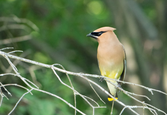 Cedar Waxwing with a yellow tail. &copy; © Susan Elliott licensed under CC-BY-NC