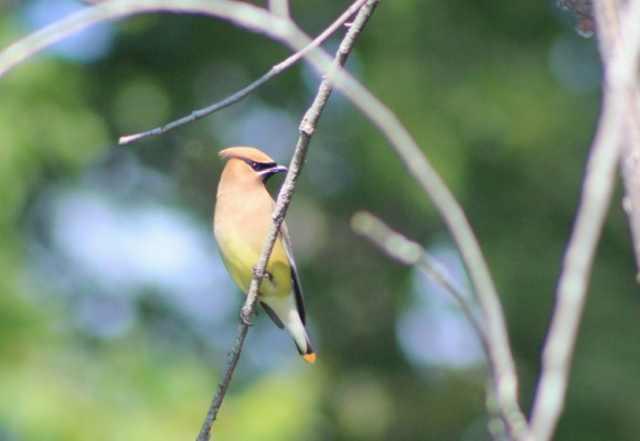 Cedar Waxwing with an orange tail. &copy; © Zac Cota licensed under CC-BY-NC