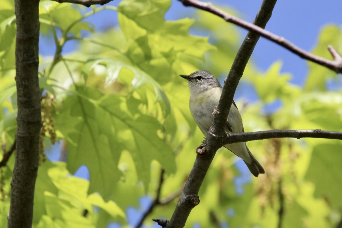 Tennessee Warbler  &copy; © Zac Cota licensed under CC-BY-NC