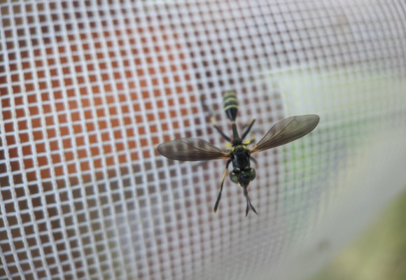 Physoconops obscuripennis &copy; © Spencer Hardy licensed under CC-BY-NC