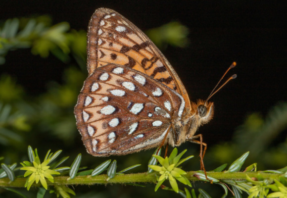 Atlantis Fritillary &copy; © Kent McFarland