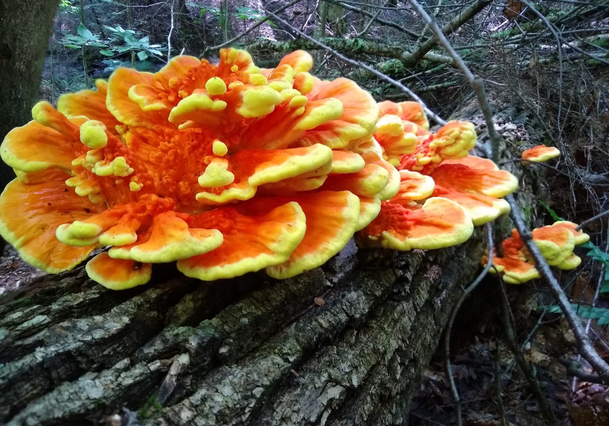 Chicken of the Woods (Laetiporus sulphureus)  &copy; © marklisa91 licensed under CC-BY-NC